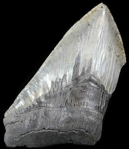 Partial, Serrated Megalodon Tooth - South Carolina #49946